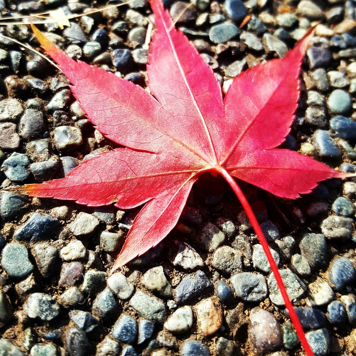Japan <3
