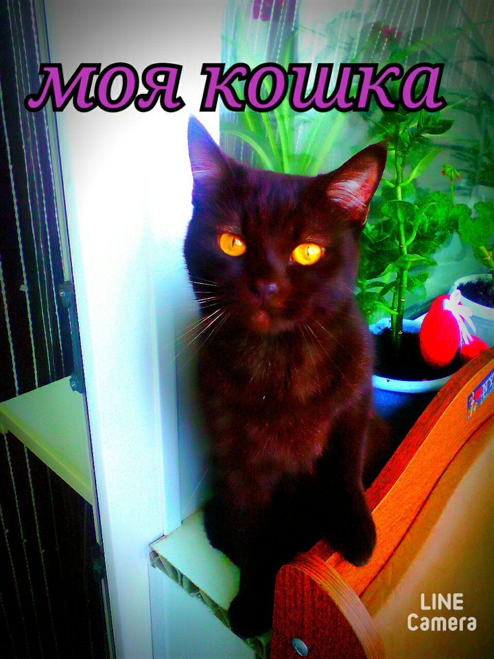 This is my cat