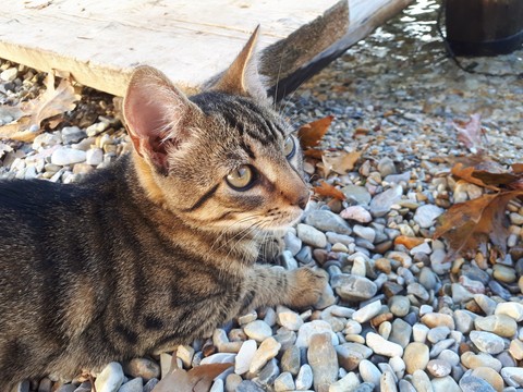 ταπετσαρίες fauna, cat