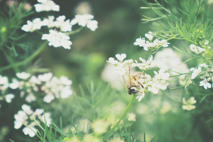 spring