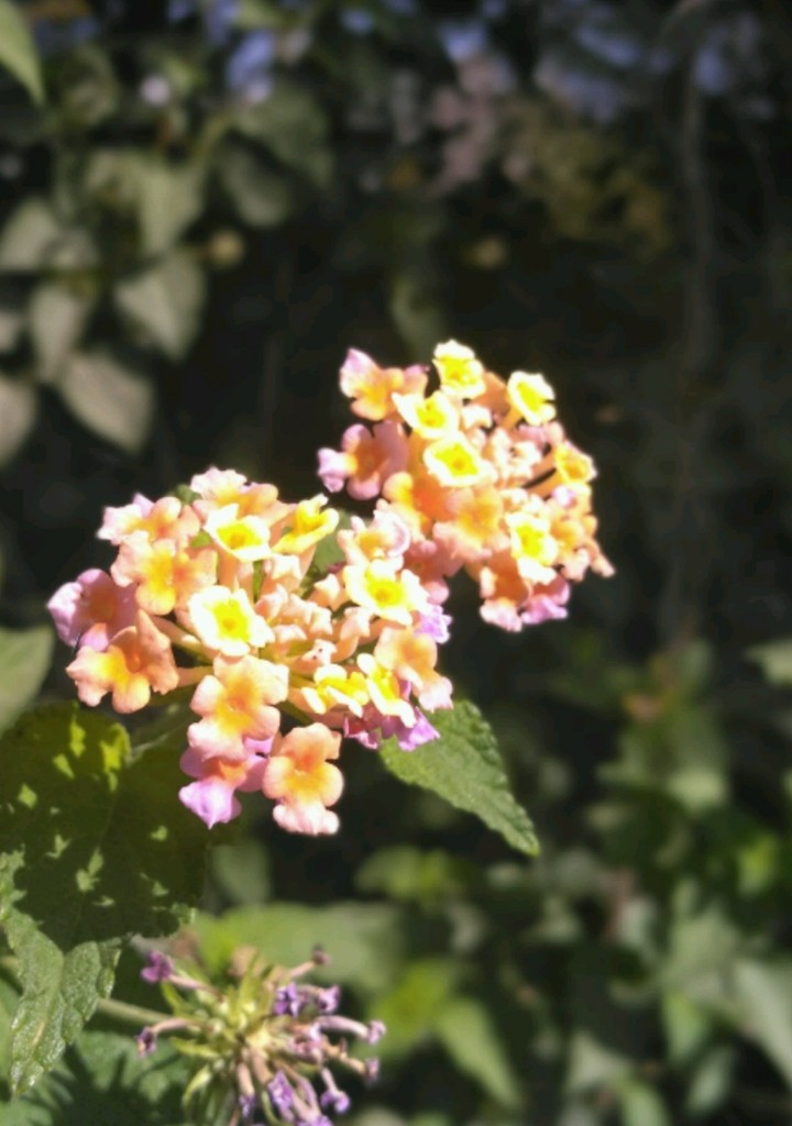 beautiful flower
