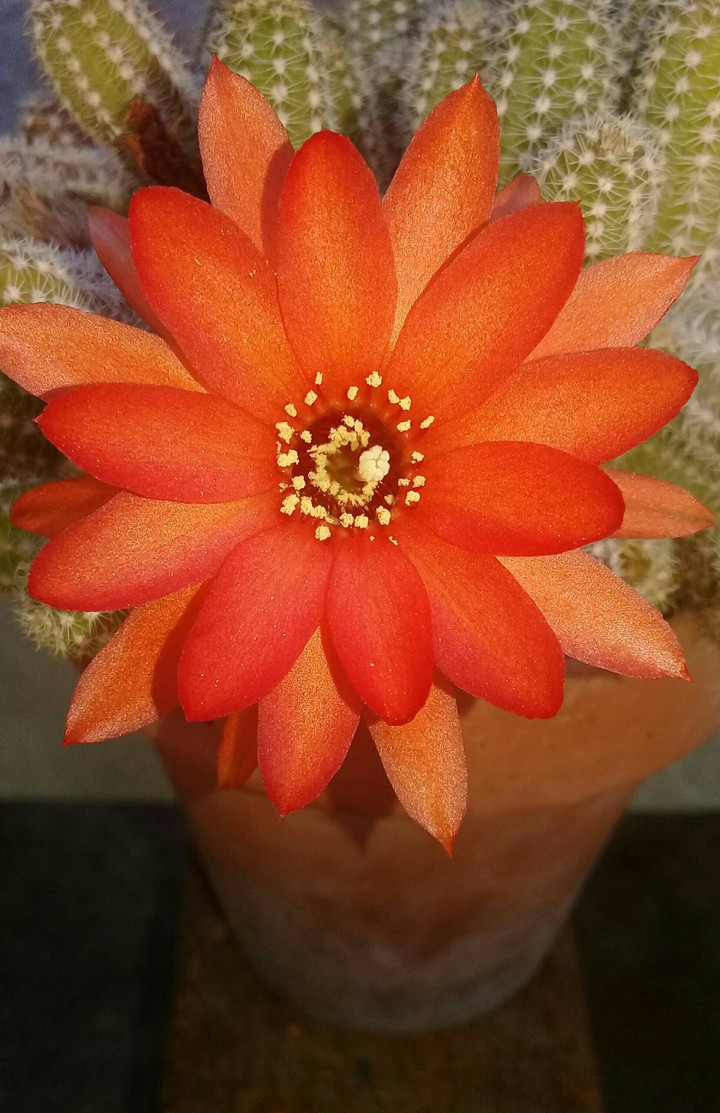 Cactus ❤