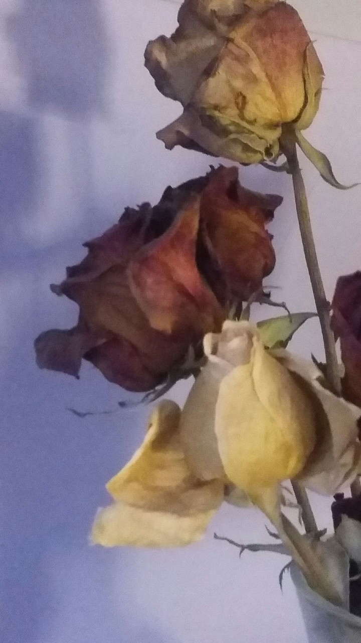 Dead Garden