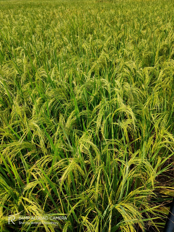 rice crop