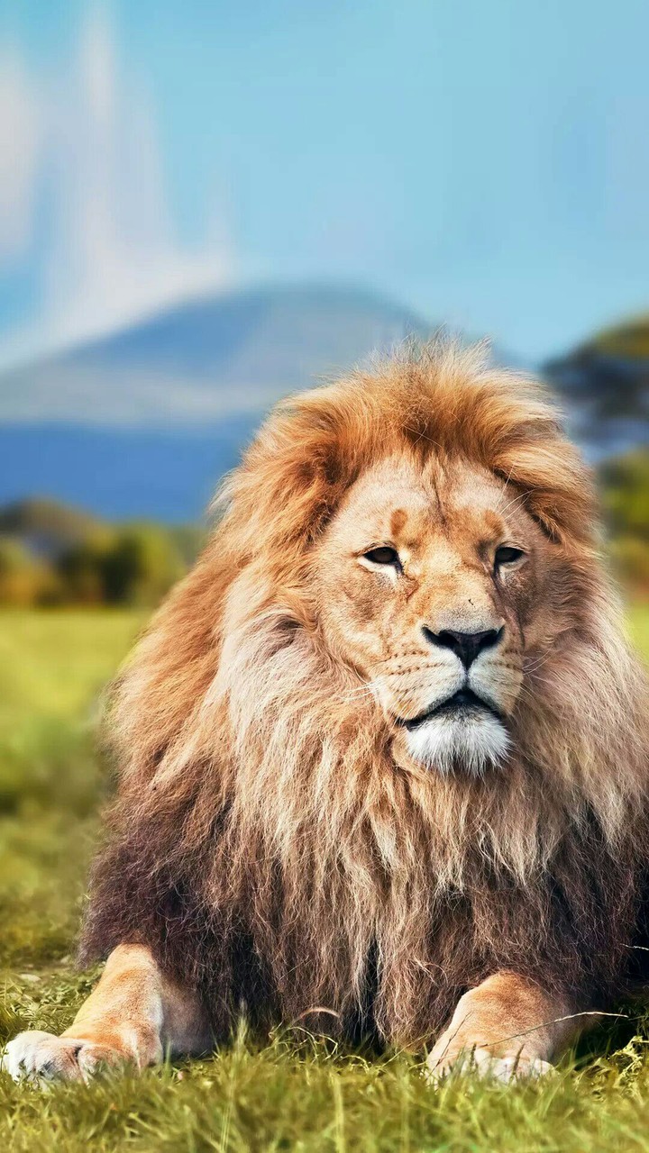 lion