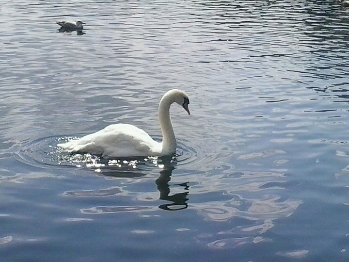 animali