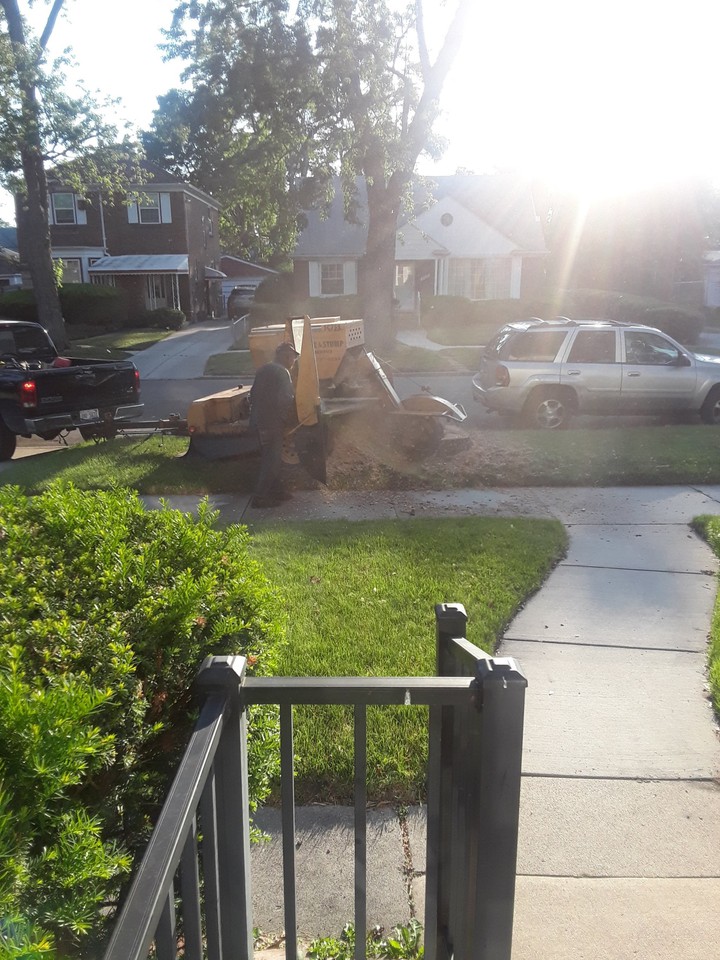 bye tree old friend!!!
