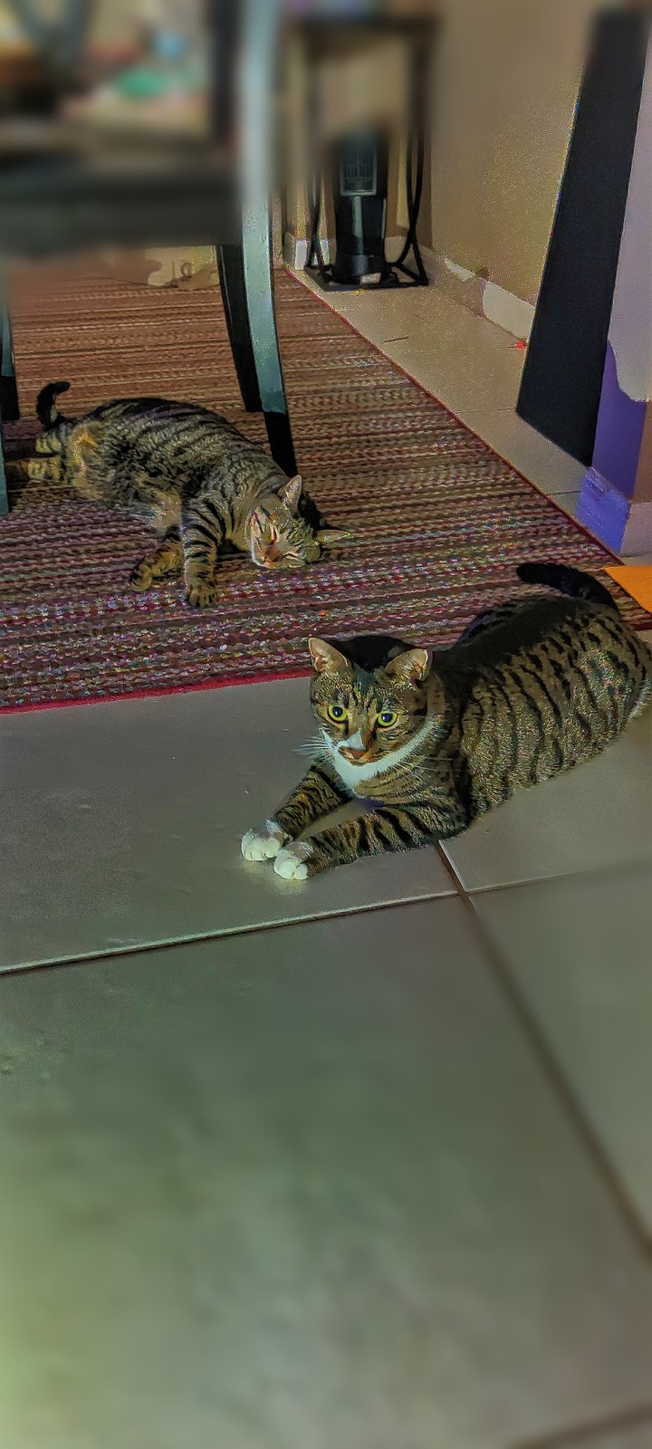 Double cats
