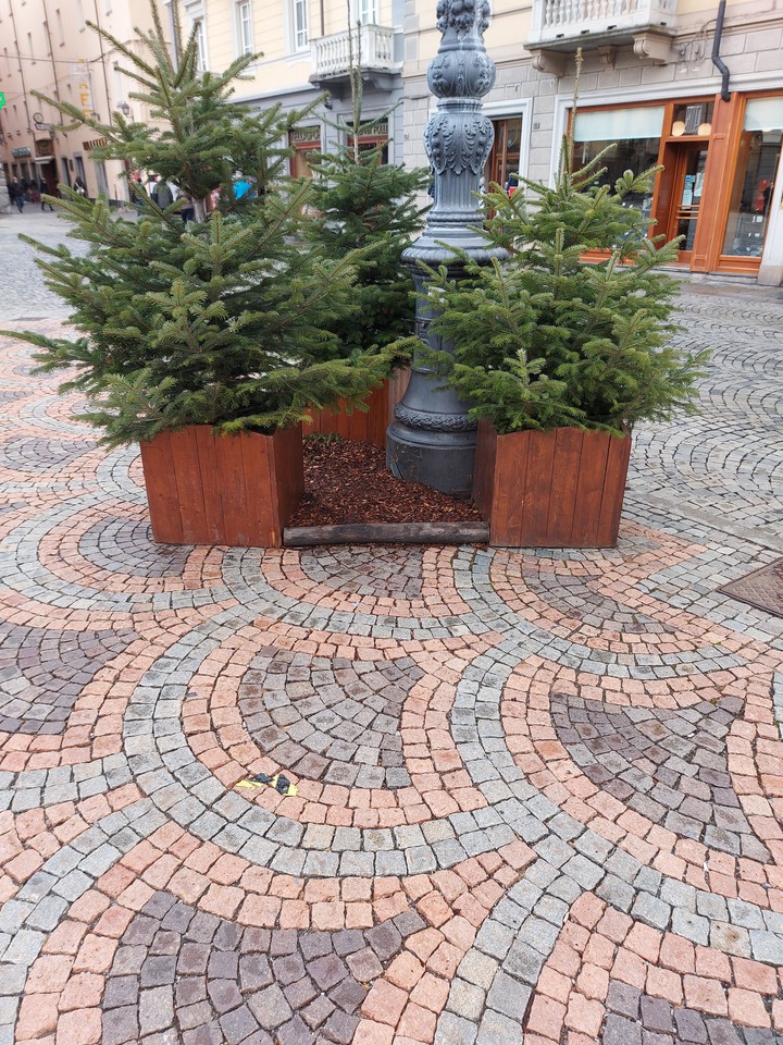 tree