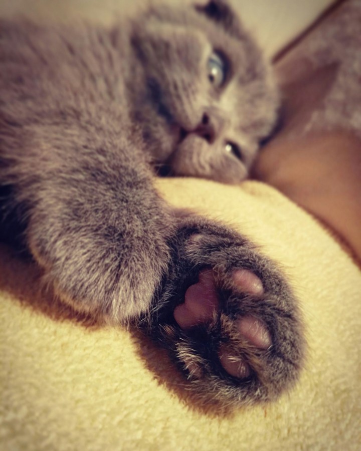 cat