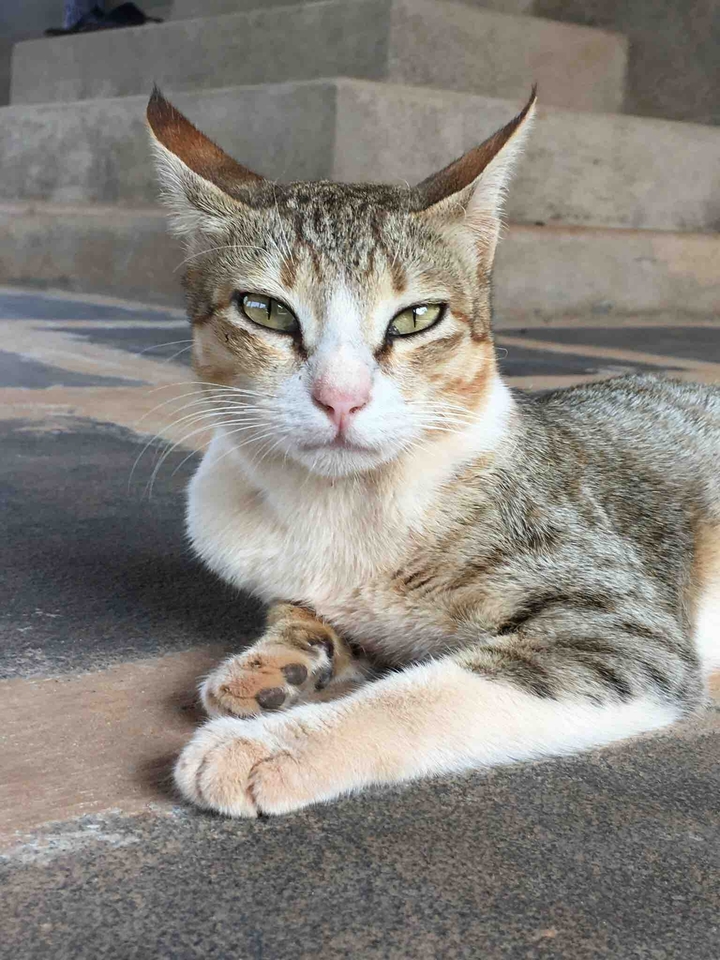 Cat Portrait
