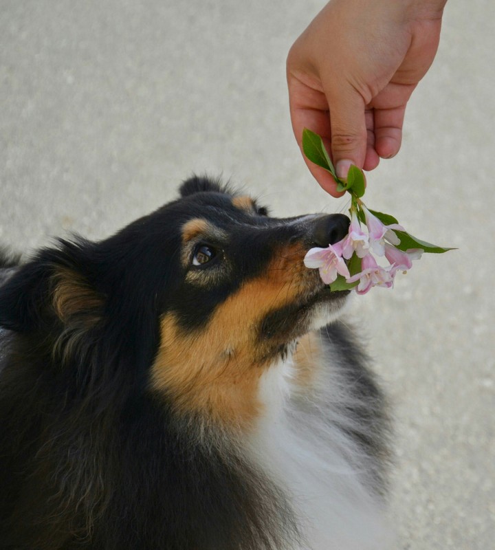 doggy