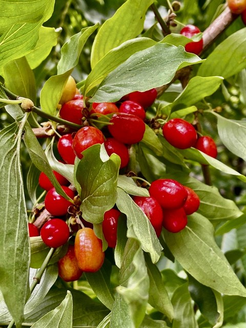fruit, berry Hintergrundbilder