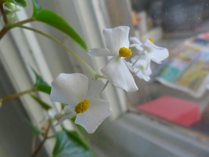 Flowers