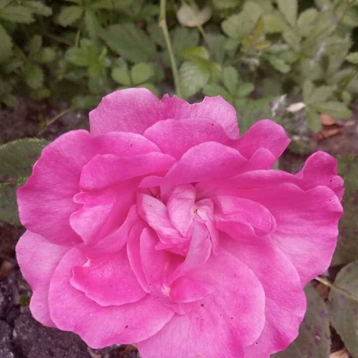 fleure rose