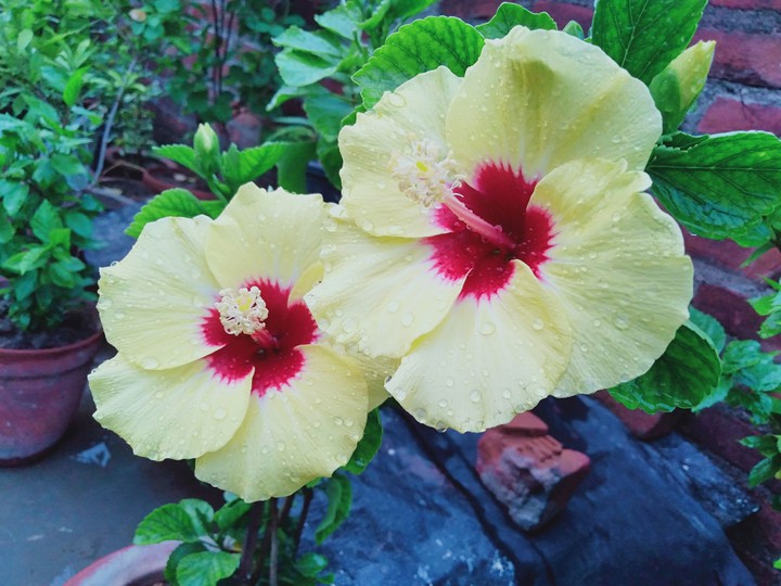 hibiscus