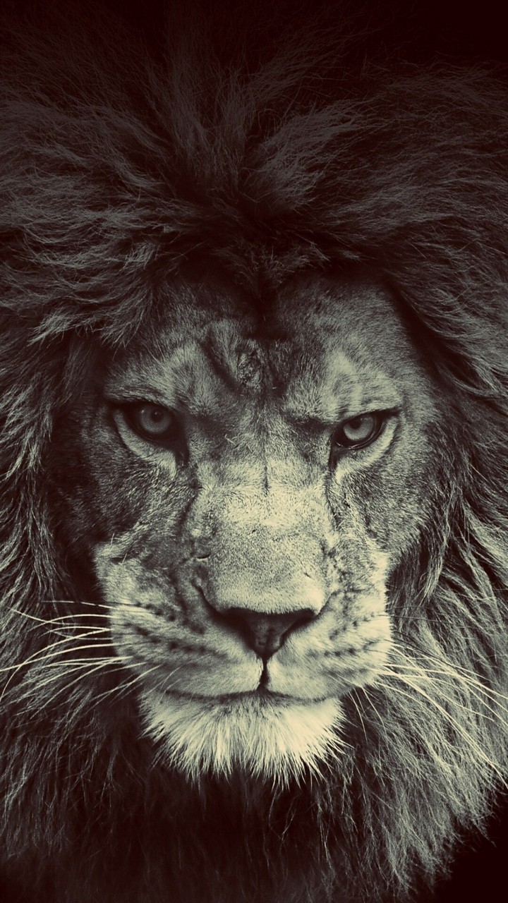 lion