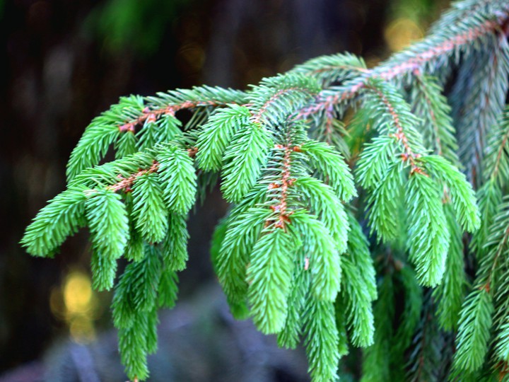 Young spruce branch