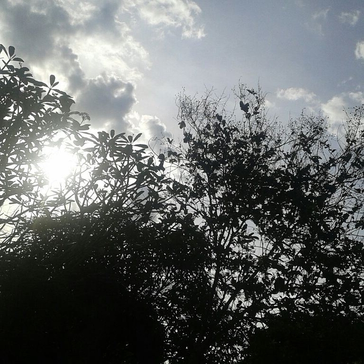 sunlight