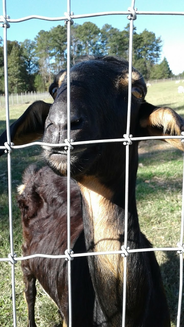 Goat at a Farm