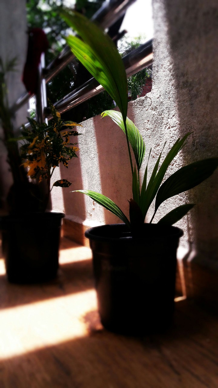 indoor plant