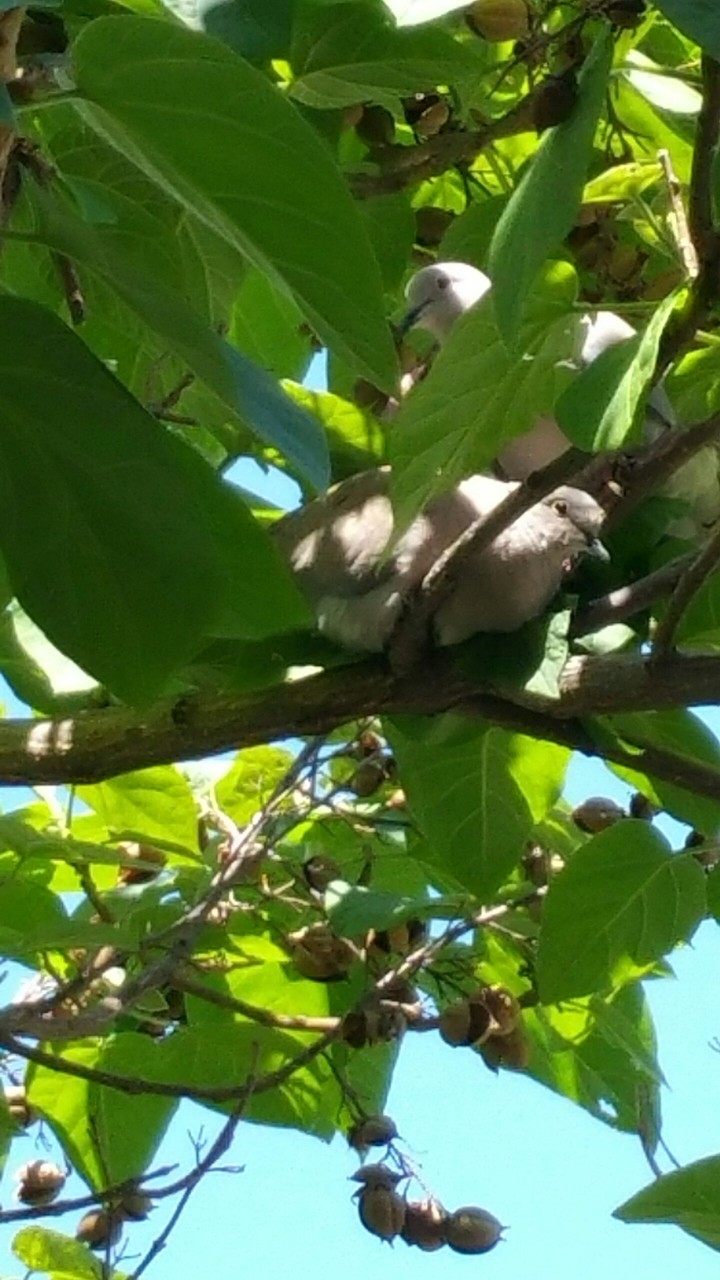 pigeons