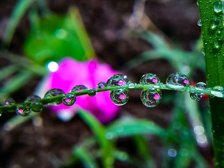 morning dew