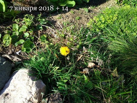 flower, vegetation duvar kağıtları