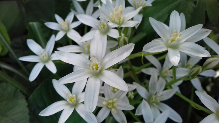 flowers