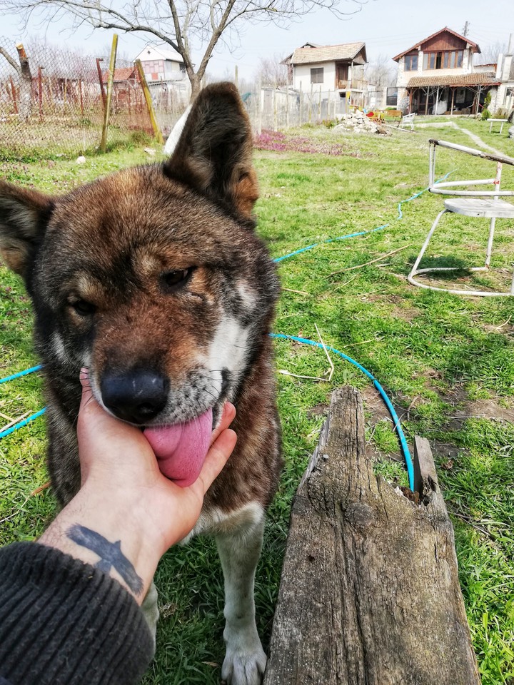 Dog