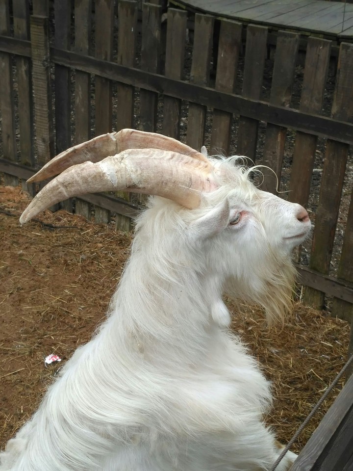козлик)