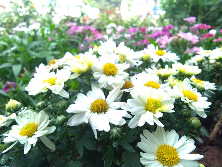 the fresh flowers