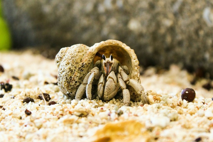 [Video Wallpaper] Hermit Crab