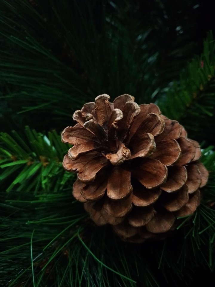 Cone