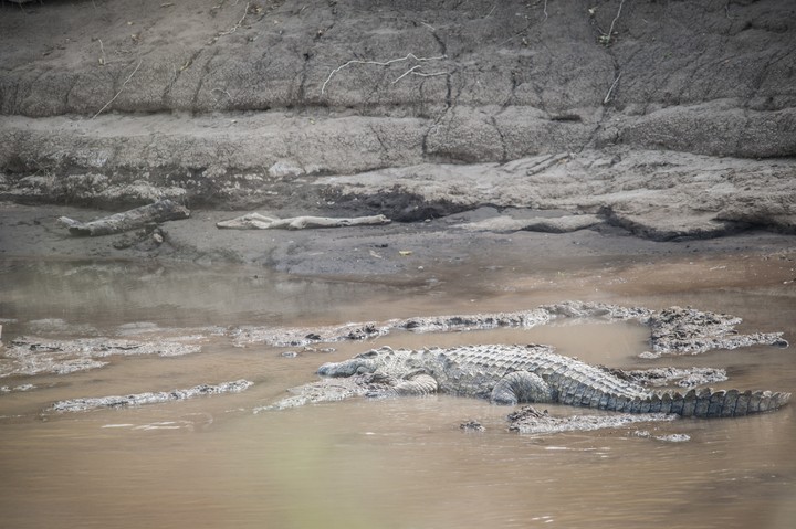 Animal