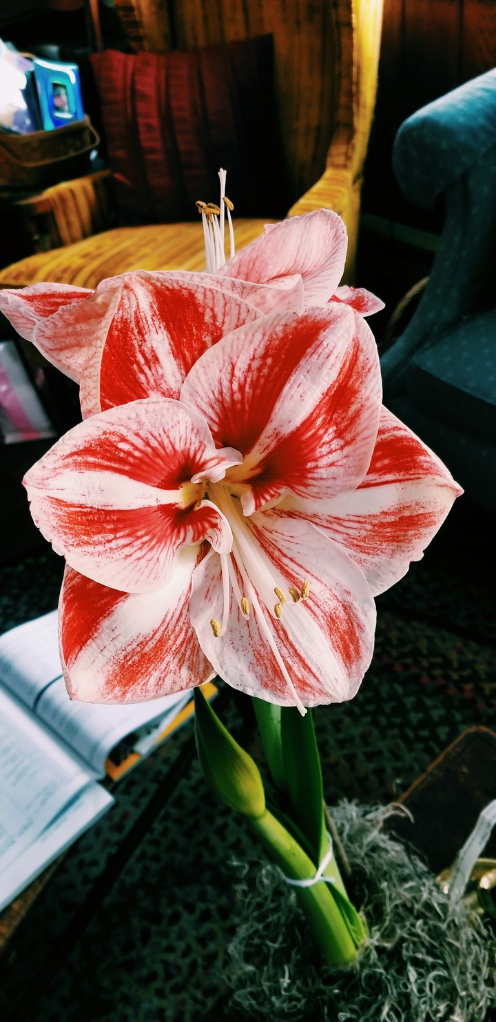 Amaryllis Tranquility