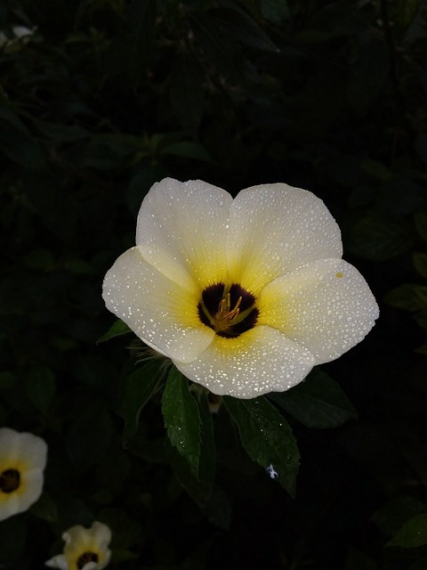 Flor blanca