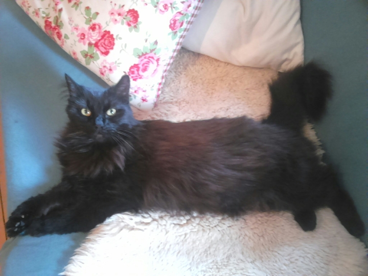 cat