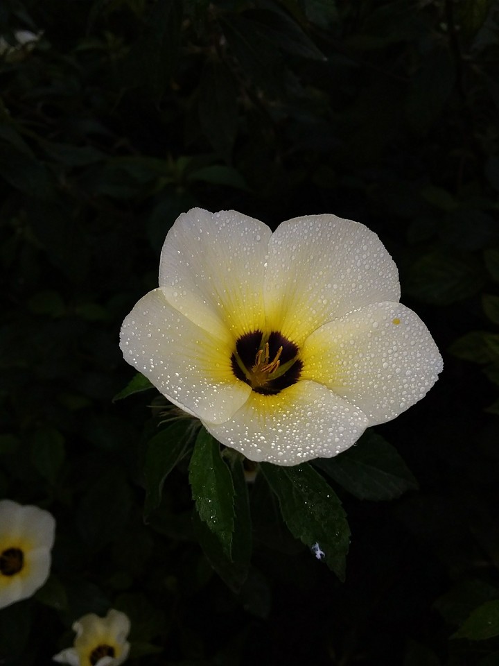 Flor blanca