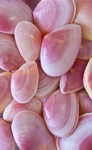 розовые ракушки