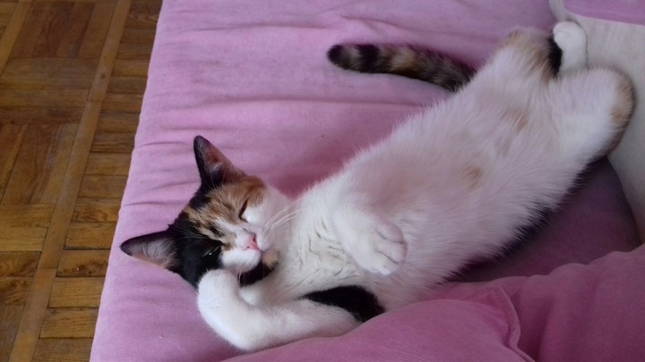 Cat