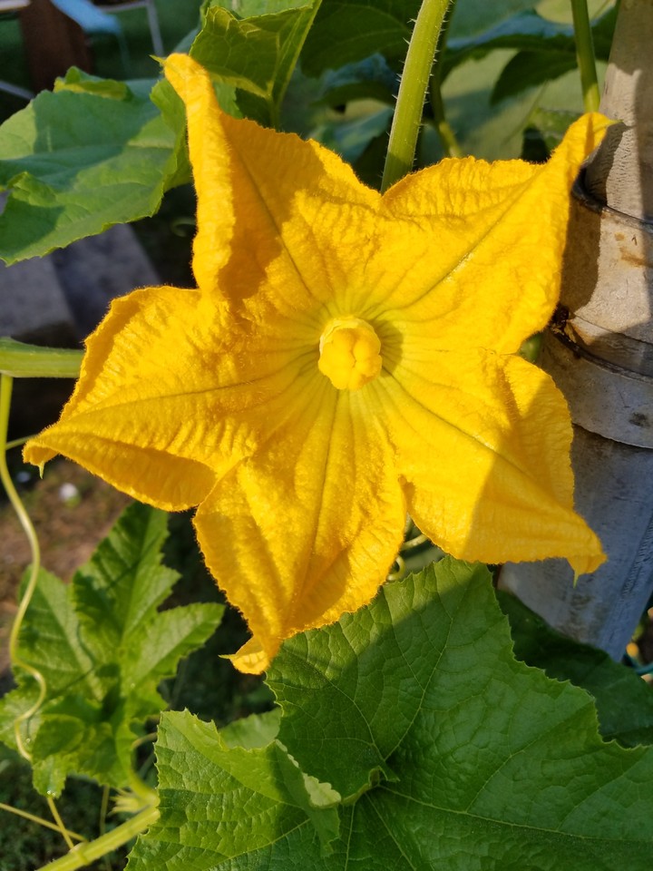 Gourd bloom