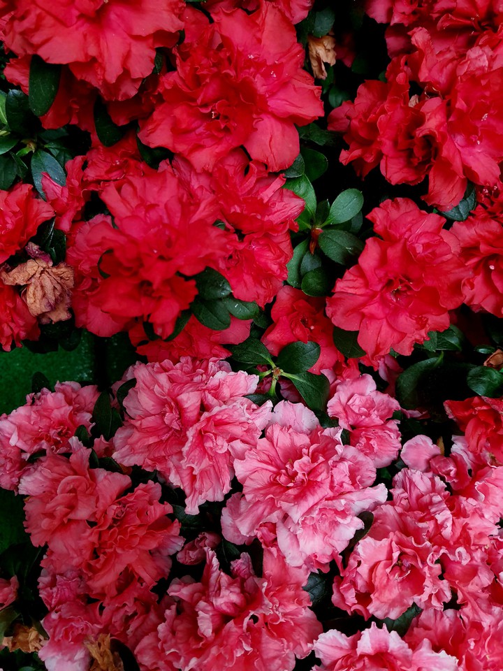 flowers