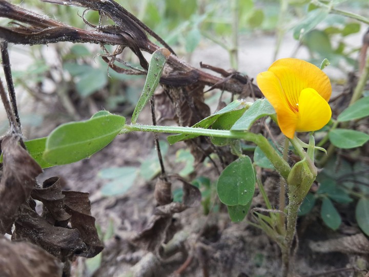 Peanut Flower