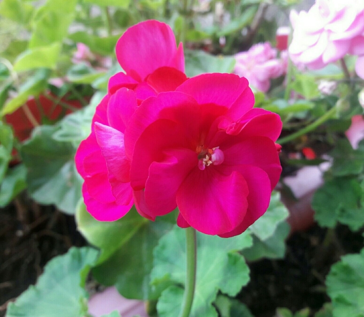 how beautiful is this colour?!