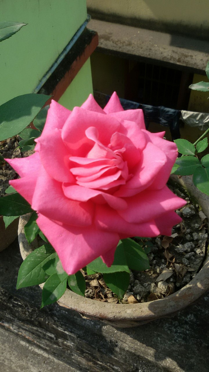 Eros Rose