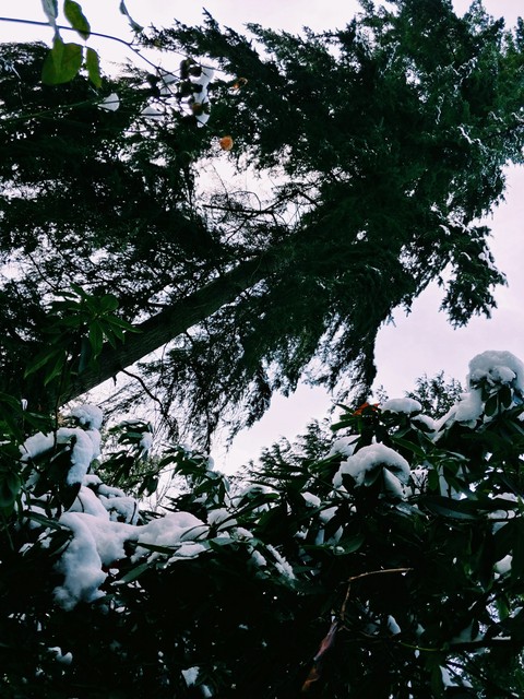 snow