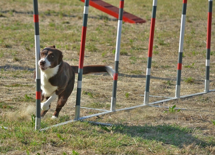 The Border Collie Because There Is No Better Dog