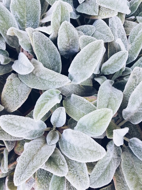 hình nền herb, summer