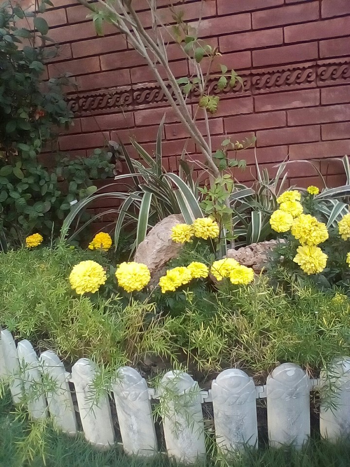 flower